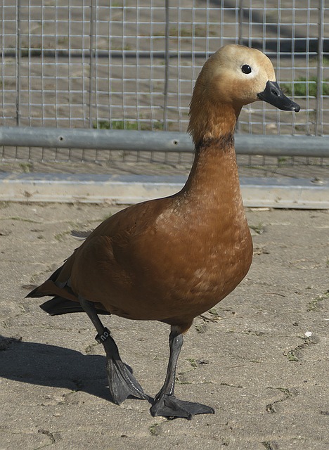 差距